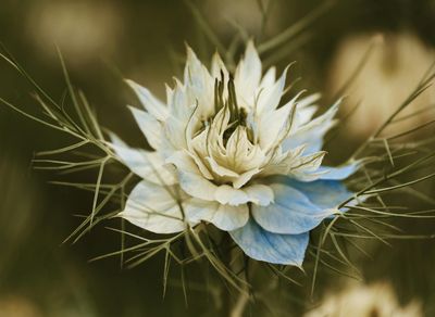 A decorative element like a small plant in a tranquil practice space.